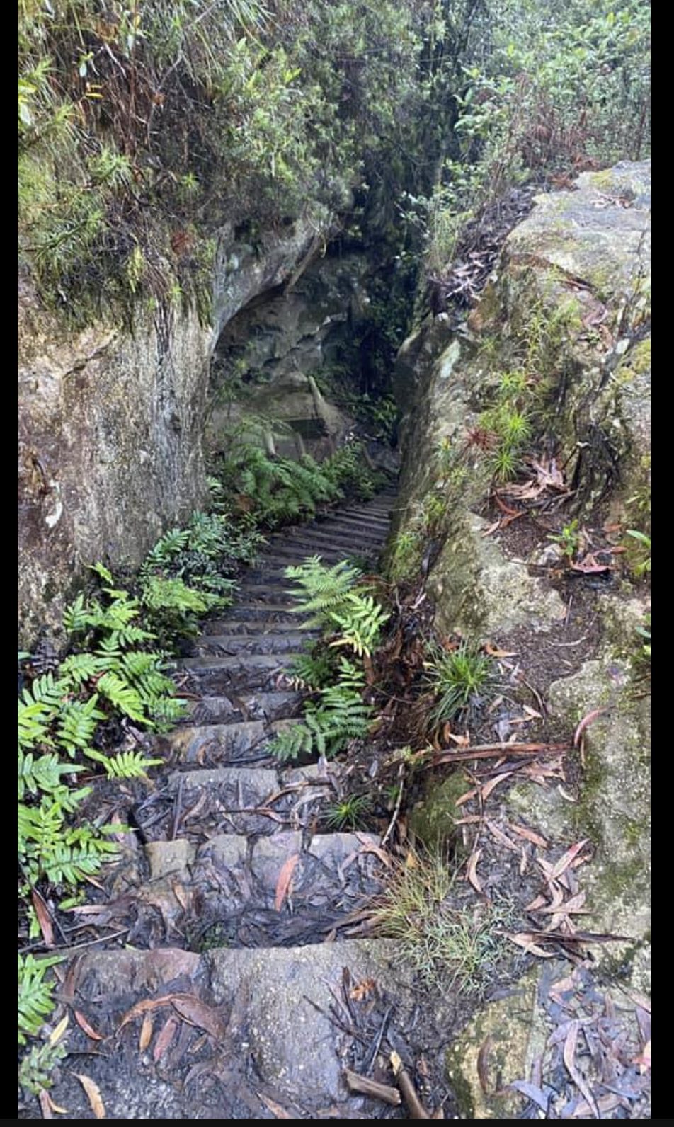 Lila Falls-Leura Forest Walking Track
