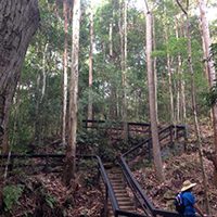 Kondalilla Falls